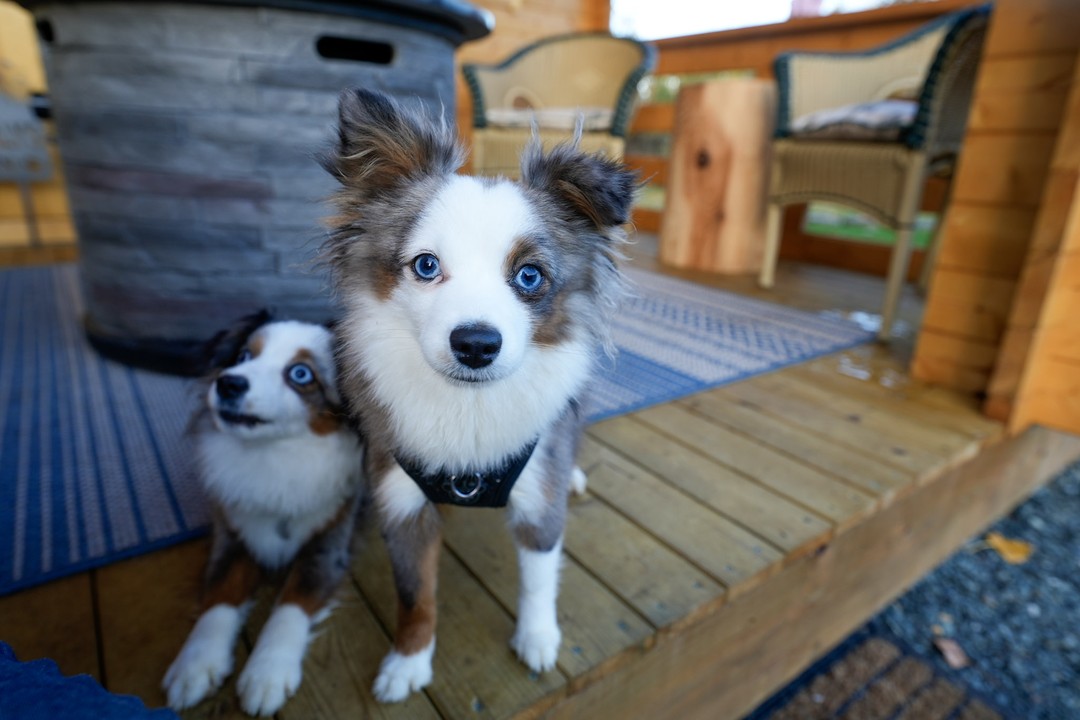Two dogs outside the Big Sky Cabin tiny cabin